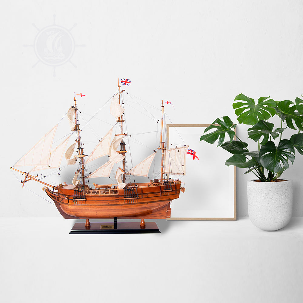 Beagle Ship Model Admiral Line